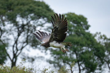 Steppe eagle flying down over leafy bushes