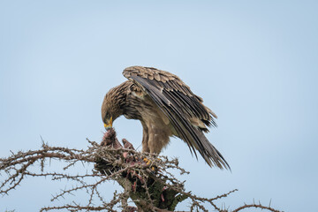 Steppe eagle chews carcase on whistling thorn