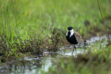 Spur-winged lapwing wades along stream in grassland