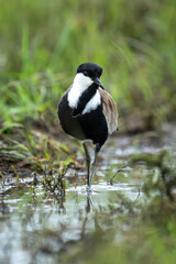 Spur-winged lapwing wades along stream turning head