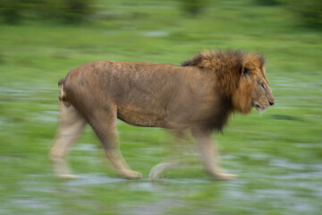 Slow pan of male lion crossing savanna