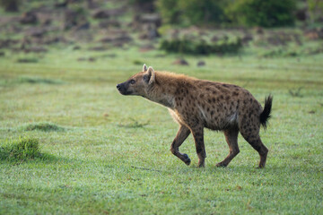 Spotted hyena crosses dewy grass lifting paw