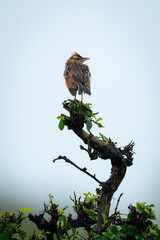 Rufous-naped lark turns head on leafy bush
