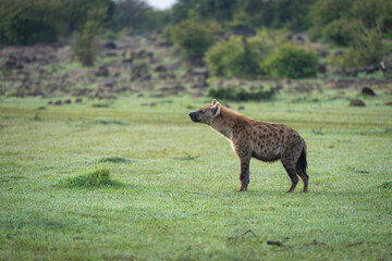 Spotted hyena stands on grass looking up