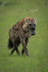 Spotted hyena crosses grass holding zebra foot