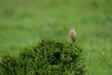 Rufous-naped lark watches camera from flowering bush
