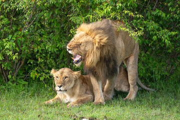 Snarling lion steps off lioness after mating
