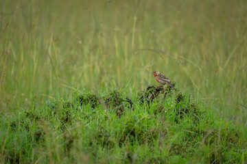 Rosy-breasted longclaw on leafy bush in grassland