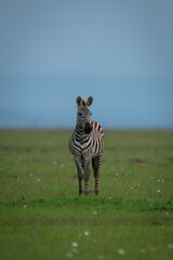 Plains zebra stood in grass watching camera © Nick Dale