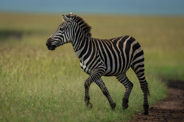 Plains zebra trots across track in sun