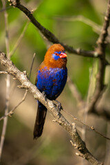 Purple grenadier eyes camera from bare branch
