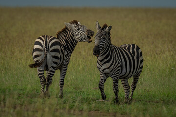 Plains zebra stands twisting to bite another