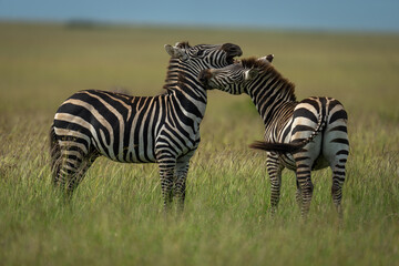 Plains zebra stood biting another on grass