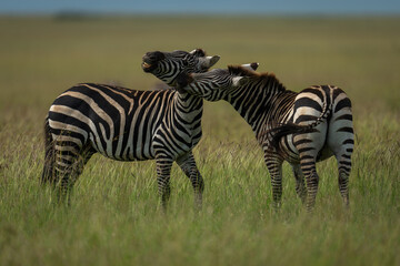 Plains zebra stood biting another in grass