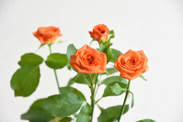 オレンジ色のバラ