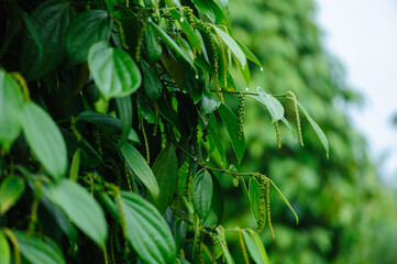 Black pepper fruits grow on tree in garden