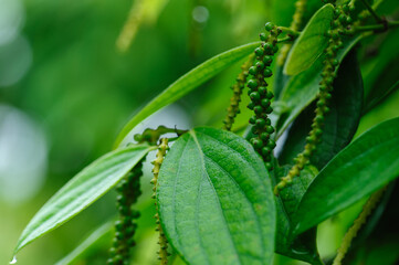 Black pepper fruits grow on tree in garden