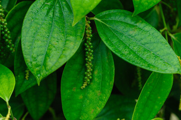 Black pepper fruits grow on tree in garden