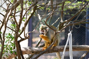 餌を狙うコモンリスザル