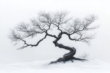 Lone, snow-covered, gnarled tree in winter fog.