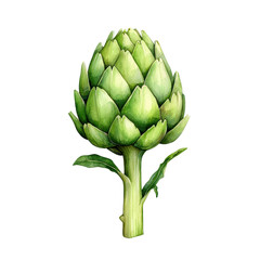 Fototapeta premium Hand-Painted Watercolor Artichoke Illustration