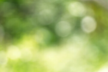Bokeh Foliage Gradient Nature Background