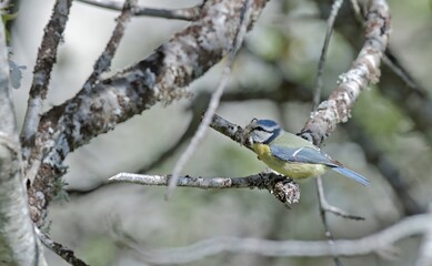 Eurasian Blue Tit (Cyanistes caeruleus), Greece