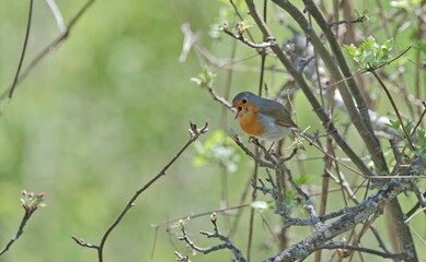European Robin - Erithacus rubecula, Greece