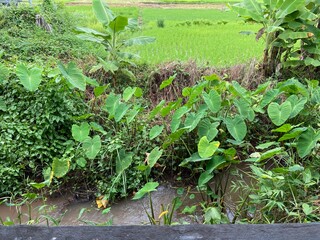 Nature in the countryside of Thailand