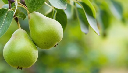 A close-up of two ripe pears hanging from a branch