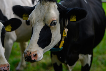 Mature cow. Black and white Holstein cow on meadow. Holstein cows at pasture. Cows on a meadow. Cow...