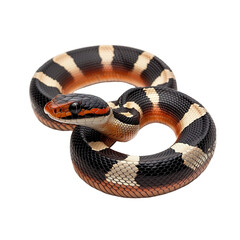 Fototapeta premium Angled view full body shot of extremely perfect looking single Desert Kingsnake animal isolated on a white transparent background