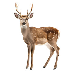 Angled view full body shot of extremely perfect looking single Drever animal isolated on a white transparent background