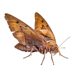 Angled view full body shot of extremely perfect looking single Dried Fruit Moth animal isolated on a white transparent background