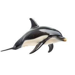 Fototapeta premium Angled view full body shot of extremely perfect looking single Dusky Dolphin animal isolated on a white transparent background