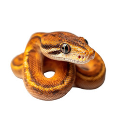 Obraz premium Angled view full body shot of extremely perfect looking single Dwarf Boa animal isolated on a white transparent background