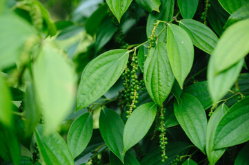 Black pepper fruits grow on tree in garden