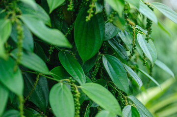 Black pepper fruits grow on tree in garden