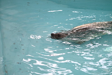 Obraz premium 魚を食べるゴマフアザラシ