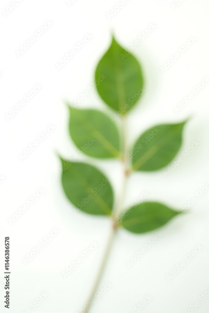 Poster eucalyptus leaves are highlighted against a white background in this selective focus image for decor
