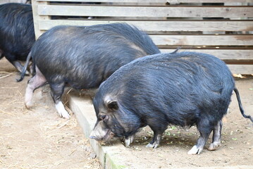 食事中のミニブタ © gotoshoji