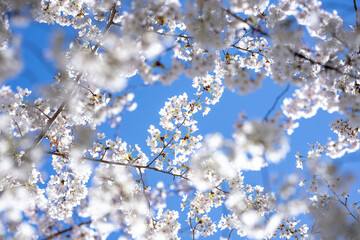 Spring flower background. White cherry blossom at sky background. Blossoms Trees background. Springtime. Background of blossoming cherry tree.