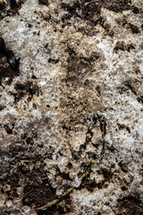 Spring ground covered with thawing snow. Melting ice on dry grass close up.