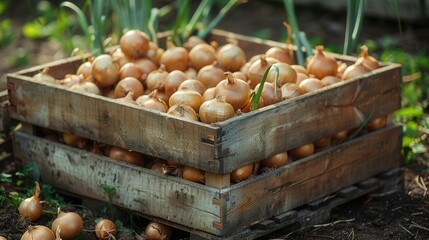 Freshly harvested onions in a wooden crate at a rural farm during late afternoon sunlight enhancing the natural colors and textures of the produce