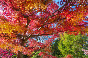 深大寺参道の秋の紅葉（東京都調布市深大寺）