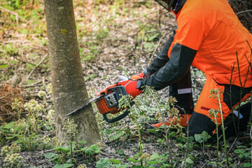 Naklejka premium Man holding a chainsaw and cut trees. Lumberjack at work wears orange personal protective equipment. Gardener working outdoor in the forest. Security professionalism occupation forestry worker concept