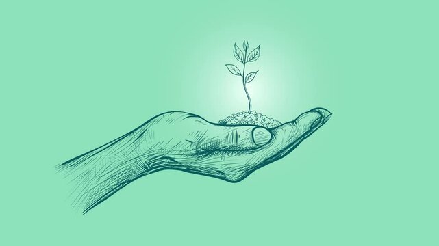 Line Drawing Illustration animation of a Sapling Plant in Hands. Growing Young Green Plant concept with Leaves and Soil in hand. 4K video