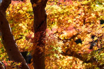 深大寺周辺でカラフルに色づく秋のモミジ