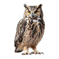 Fototapeta premium Angled view full body shot of an extremely perfect looking single Eurasian Eagle-owl isolated on a white transparent background