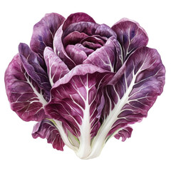 Obraz premium A vibrant image of a fresh radicchio with deep purple leaves and white veins isolated on transparency PNG background, perfect for culinary articles, health blogs, or food magazines